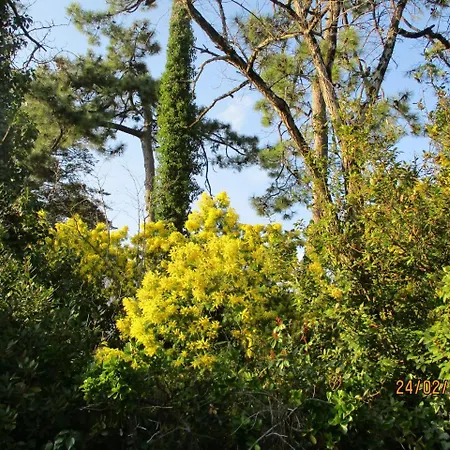 Des Dispo Juil A Dec,,,,mer A 200m ,,,,dans Le Quartier Calme De Meme En Ete,,,,espace, Nature,,,,,,,avec Ecureuils, Tourterelles Villa Ronce-les-Bains