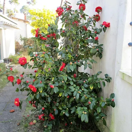 Des Dispo Juil A Dec,,,,mer A 200m ,,,,dans Le Quartier Calme De Meme En Ete,,,,espace, Nature,,,,,,,avec Ecureuils, Tourterelles Ronce-les-Bains